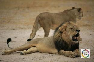 非洲明星狮被猎杀,悲剧背后的生态危机